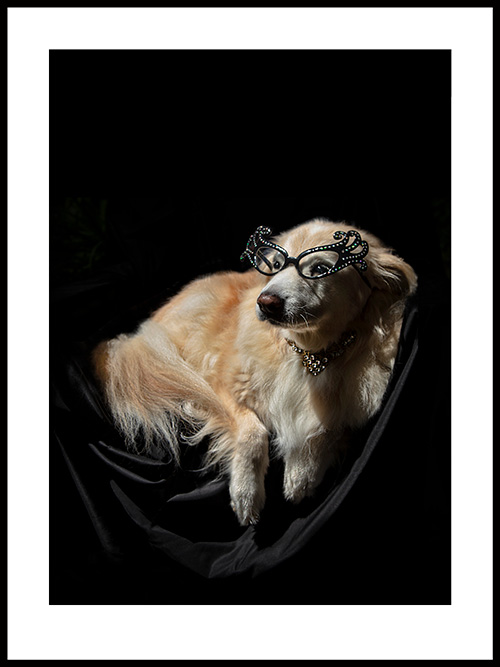 Gallery 1 -dogs - portrait of Angel