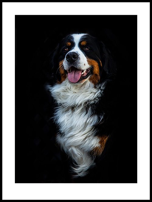 Gallery 1 -dogs - portrait of Birg