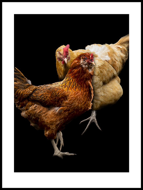 Gallery 3 - everybody else: chickens