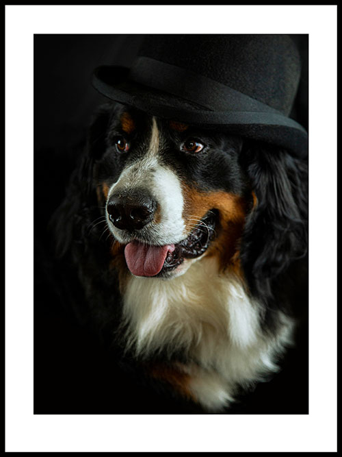 Gallery 1 -dogs - portrait of Mr. Jibbers
