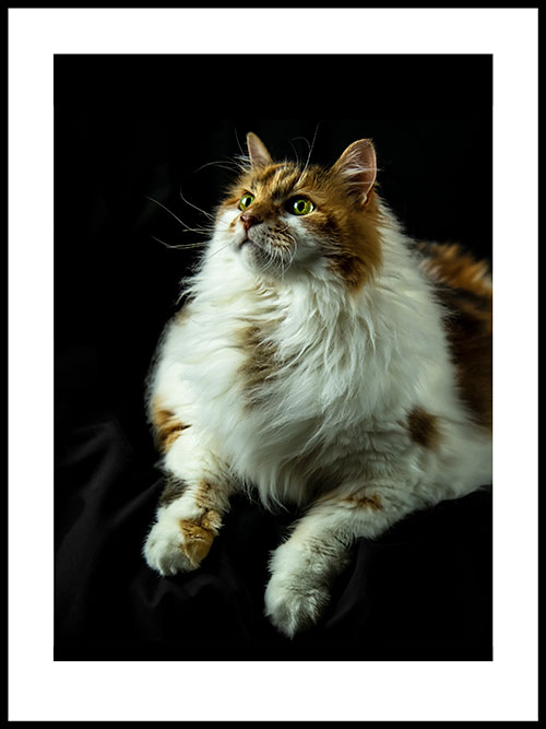 Gallery 2 - Cats - Lily