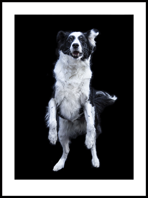 Gallery 1 -dogs - portrait of Zorro