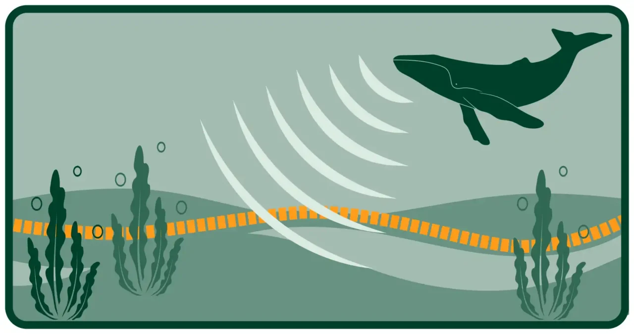 Monitoring whales near turbines