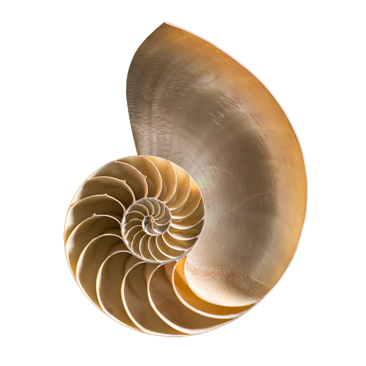 cutaway of nautilus shell