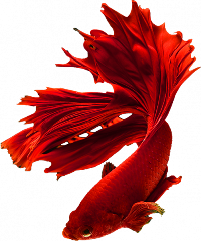 red fish