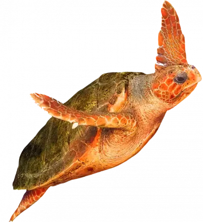 sea turtle swimming